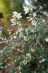 Closeup Osmanthus delavayi (Delavay Teaolive).