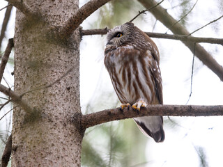 Northern saw-whet owl sitting on pine tree branch in early spring