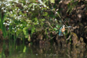 Obraz na płótnie Canvas kingfisher in the forest