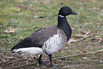 A brant goose on the lawn