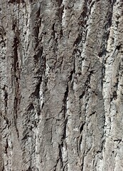 bark texture close up background