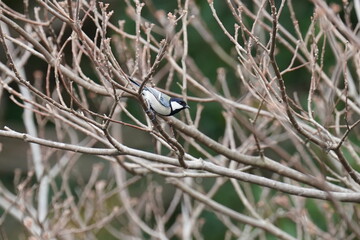 japanese tit on the cherry blossom