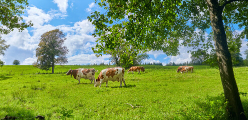 Herd of cattle grazing in Upper Bavaria, Germany.