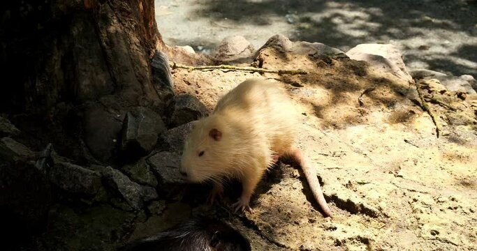 White, yellow funny nutria itches, looking for food in a natural zoo ranch. Hiding in the shadow behind a tree. Big but cute rat mouse. Myocastor mammal, domestic wild animal farm, web-footed rodents