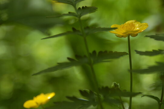 Wiosenny żółty kwiat w lesie