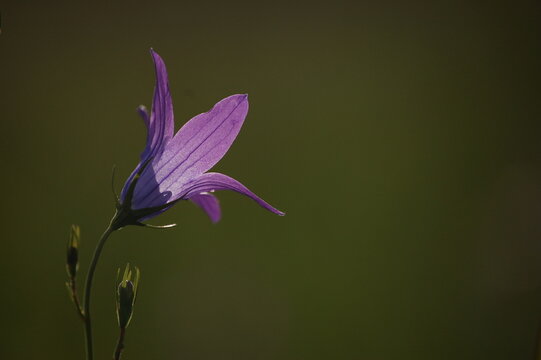 Fioletowy kwiat ba ciemnym tle