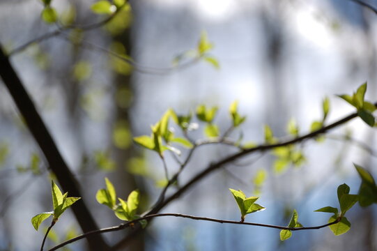 Wiosenne listki na gałęzi