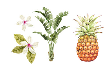 Set of watercolor tropical illustrations of flowers, plants and fruits on a white background. hand painted .