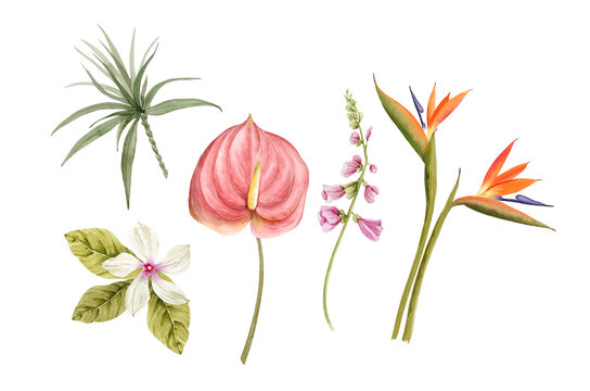 Botanical set of watercolor illustrations of tropical flowers and plants on a white background. hand painted .