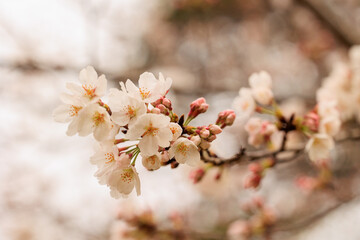 桜