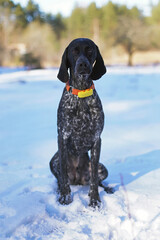 Young black and white Greyster dog posing outdoors wearing an orange collar with a yellow GPS tracker on it sitting on a snow in winter
