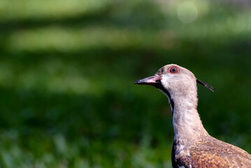 Southern Lapwing against green background