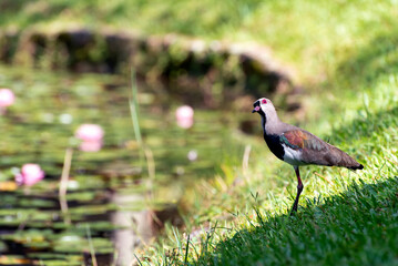 Southern Lapwing by the lake