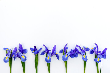 Line of Japanese Irises on a white background with Copy Space for Spring. summer, Mother's Day and Easter