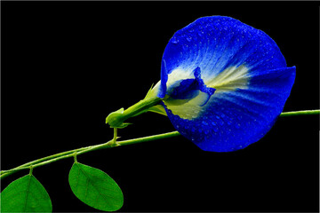 Blue flower in black background. Butterfly pea (Clitoria ternatea) used as a food and herbal medicine.