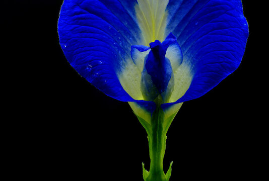 Blue flower in black background. Butterfly pea (Clitoria ternatea) used as a food and herbal medicine.