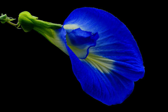 Blue flower in black background. Butterfly pea (Clitoria ternatea) used as a food and herbal medicine.