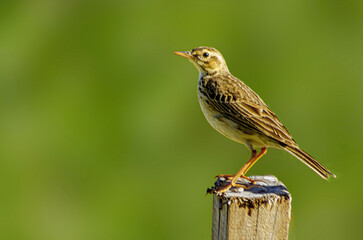 bird on a wood