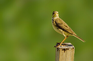 Small bird on wood