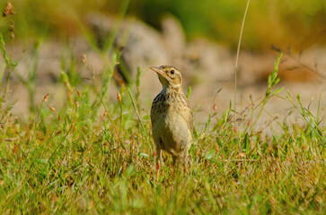bird in the grass