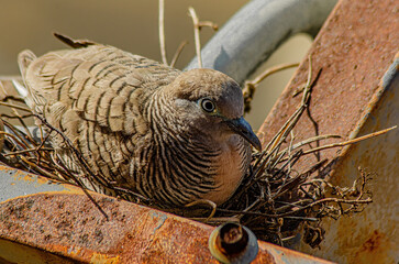 close up of a bird
