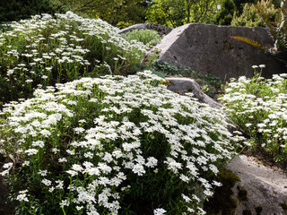 White flowers blooming in a rock garden - Bellevue Botanical Garden, WA, USA
