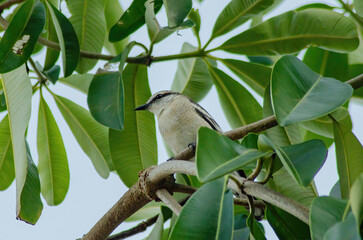 Pied Triller on a branch