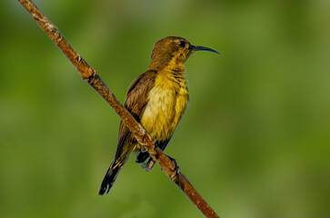 yellow bird on a branch