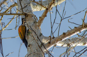 Common flameback