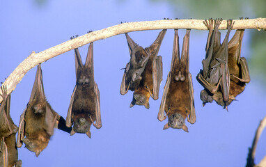Fruit bats, a little red flying fox colony on the Norman river near Normanton ,Queensland, Australia