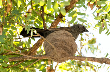 apostlebird in a mud nest on a tree branch.