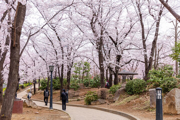 川口西公園の桜
