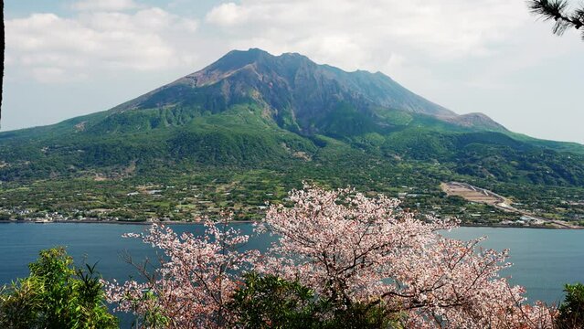 桜が咲く桜島の風景