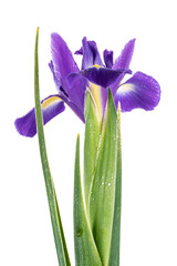 Naklejka premium Beautiful Blue English Iris (Iridaceae Iris latifolia) isolated on white background