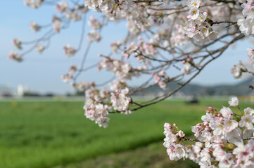 草場川添いの桜並木
