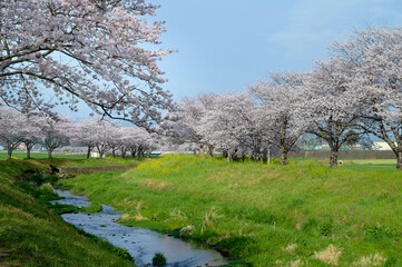 Obraz premium 草場川の桜並木