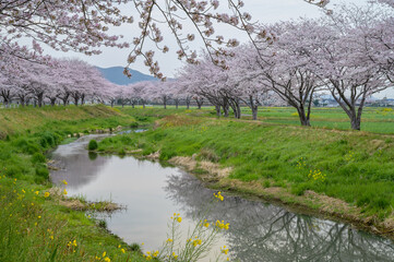 Fototapeta na wymiar 草場川に映る桜