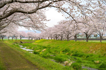 Fototapeta na wymiar 草場川の河畔の桜並木