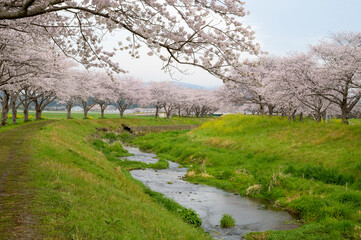 小川の潺と桜並木