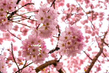 Pink cherry blossoms on cherry tree branches close up in spring and back lit