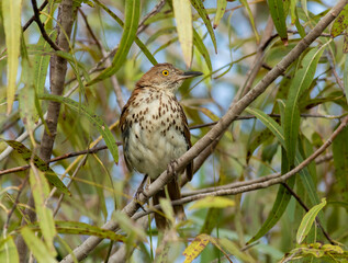 A brown thrasher perched in a willow tree. 