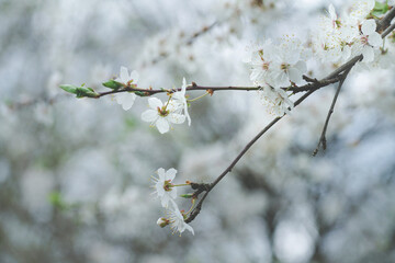 Fr&uuml;hling und Ostern als sch&ouml;ne Jahreszeit der Erneuerung der Natur