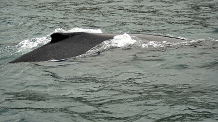 Dorsal fin of a humpback whale in Machalilla National Park off the coast of Puerto Lopez, Ecuador