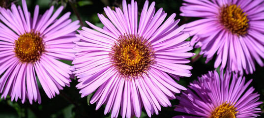 Fototapeta premium Giverny flower