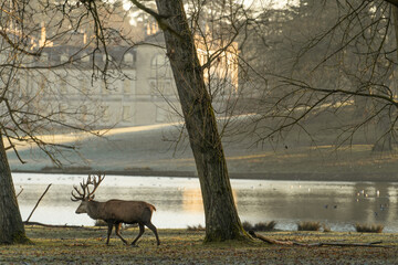 Wild deer walking in the park. Woburn park in England