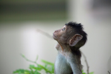 可愛いサル