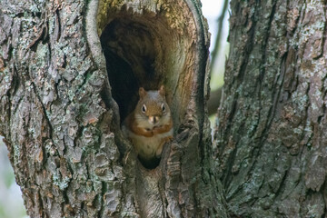 squirrel on tree