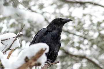 A common raven perched in a tree during winter. 