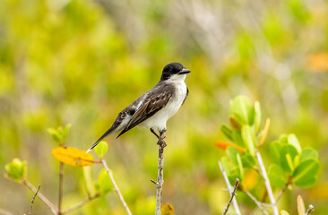 An eastern kingbird perched on a stick. 