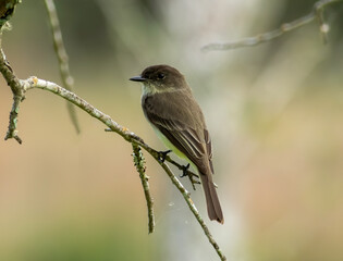 An eastern phoebe perched on tree limb. 